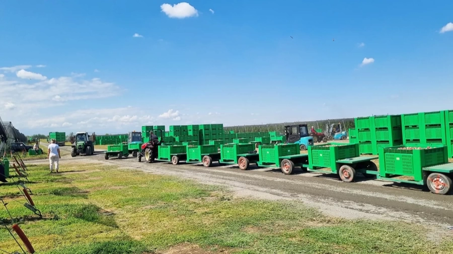 Минитрактор Solis-Gold | Солис-Голд 26 Mit 4x4 6+2B STD agri 6.00-12 / 8.3-20 (с ПСМ)